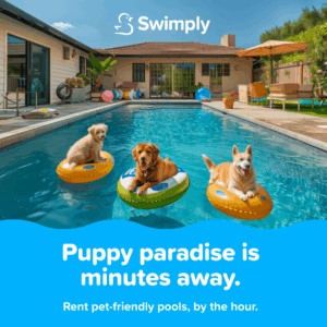 Where Can Your Dog Swim? A Guide to Private Dog-Friendly Pools